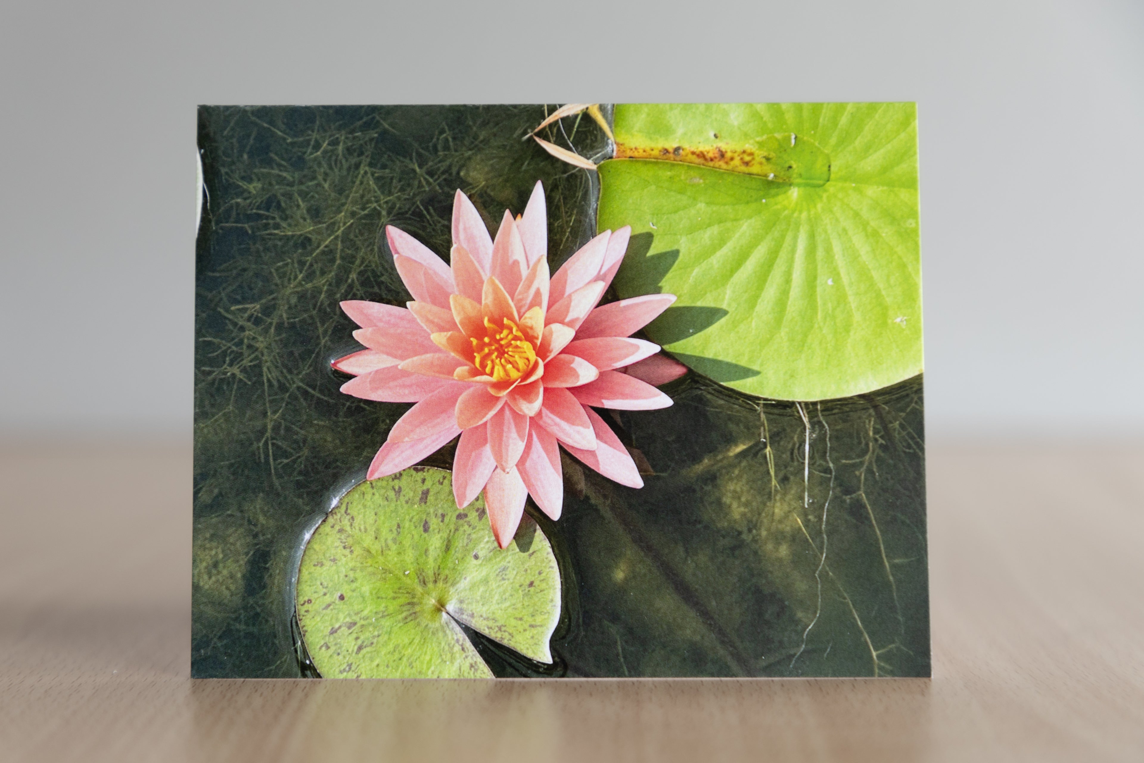Water bloom