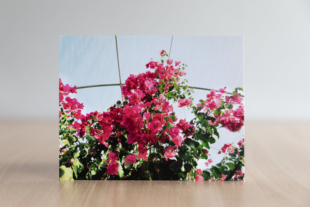 Bloom wild